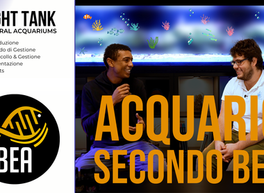 L'acquario marino secondo BEA.