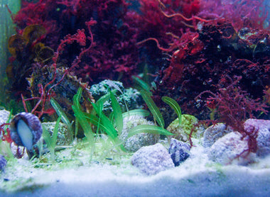 Il Refugium: Aspetti tecnici ed allestimento.