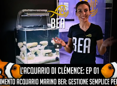 Acquario Marino BEA: Gestione semplice per Neofiti: EP. 01