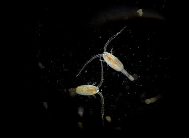 Microfauna in Acquario Marino: La Chiave del Successo (con Nicola Lo Duca)
