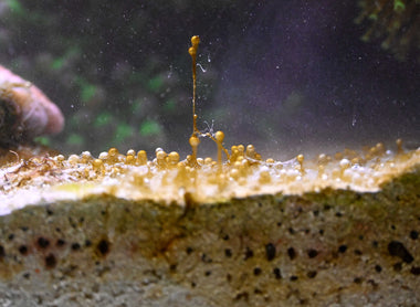 Guida pratica ai Dinoflagellati: identificarli, comprenderne le cause e combatterli.